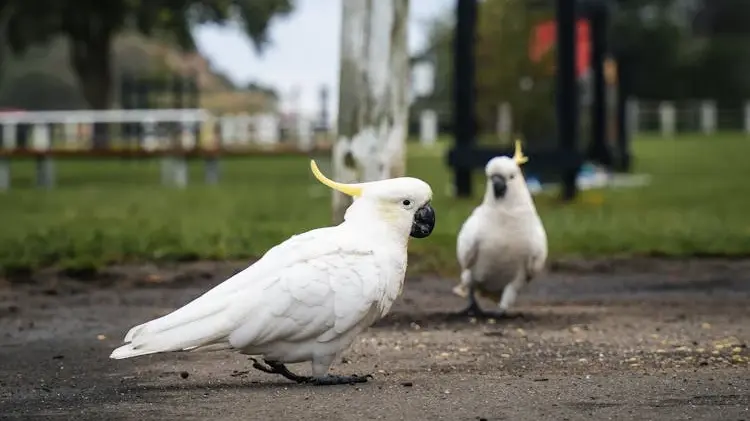 Doi cacadu cu creastă galbenă pe sol într-un parc