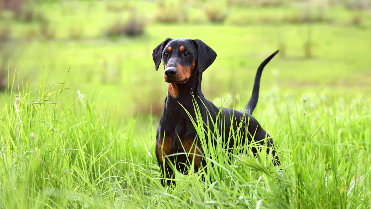 ghid ingrijire pinscher german