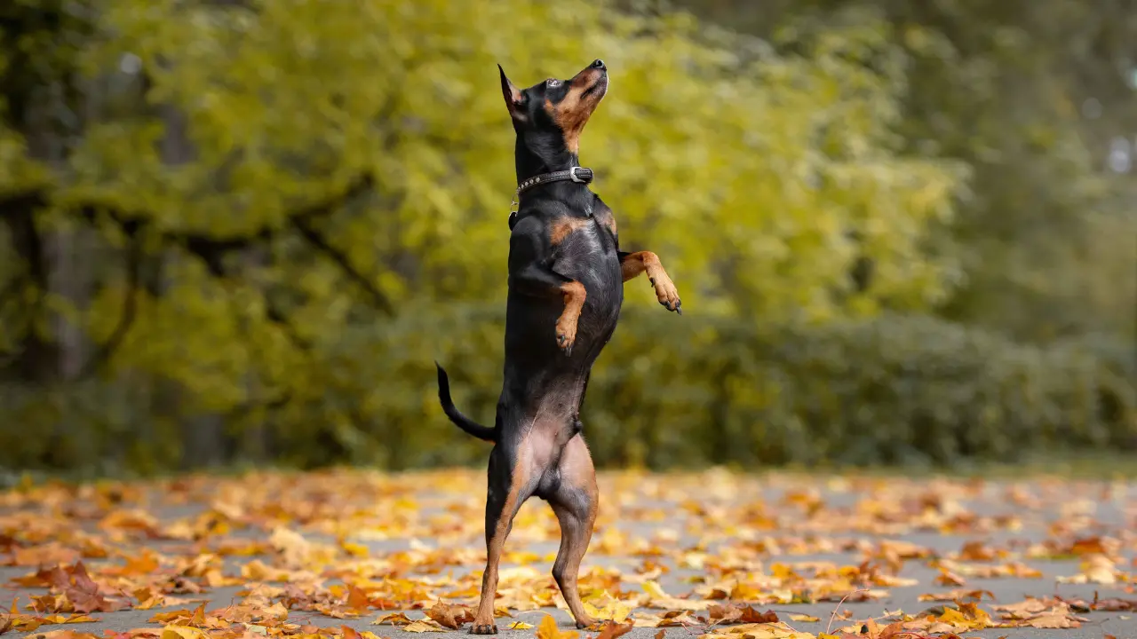 pinscher german foarte energetic